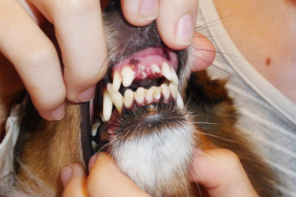 VDH Shelties vom Ponyhügel Zähne